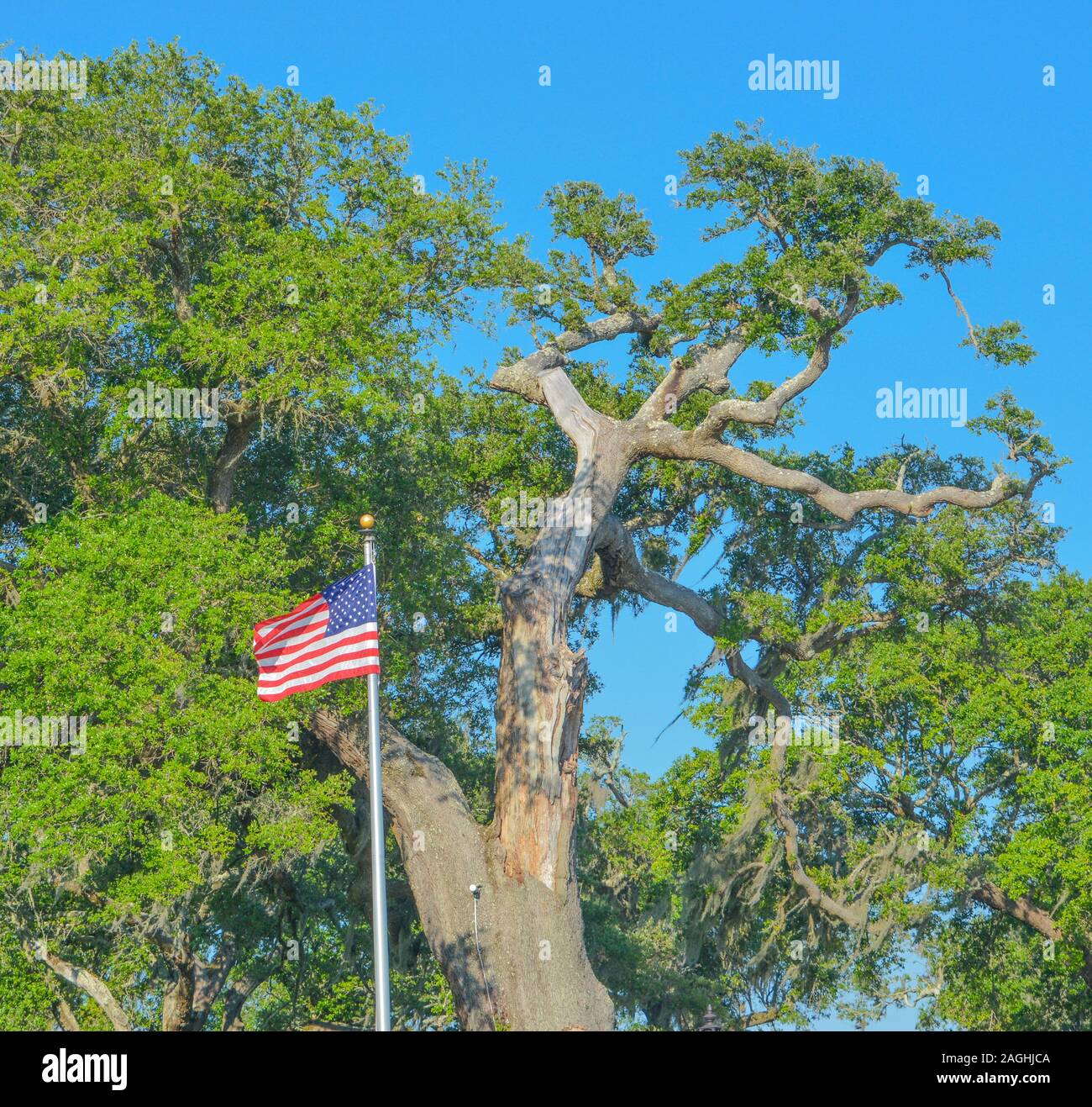 Oak tree with the American Flag. Biloxi, Harrison County, Mississippi USA Stock Photo