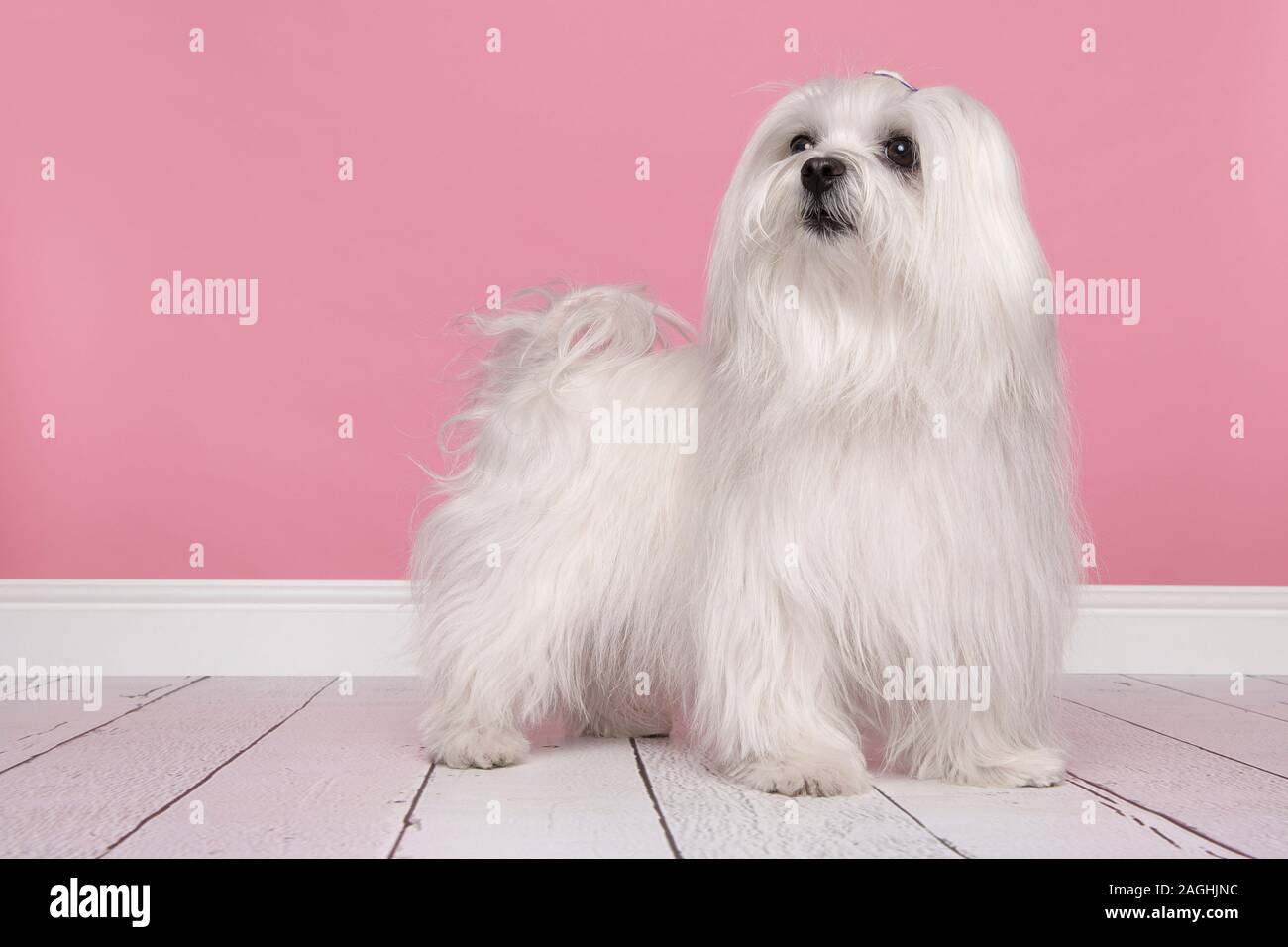 Pretty longhaired Maltese dog standing on a pink background Stock Photo