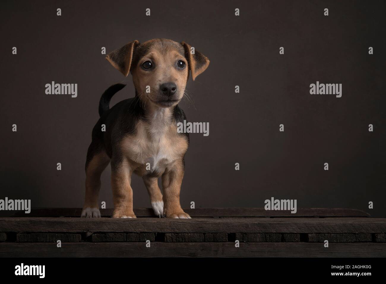 Cute standing Jack Russell puppy seen from the front on a brown ...
