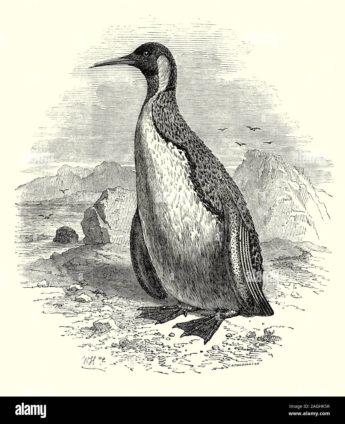 Black white drawing penguin hires stock photography and images Alamy