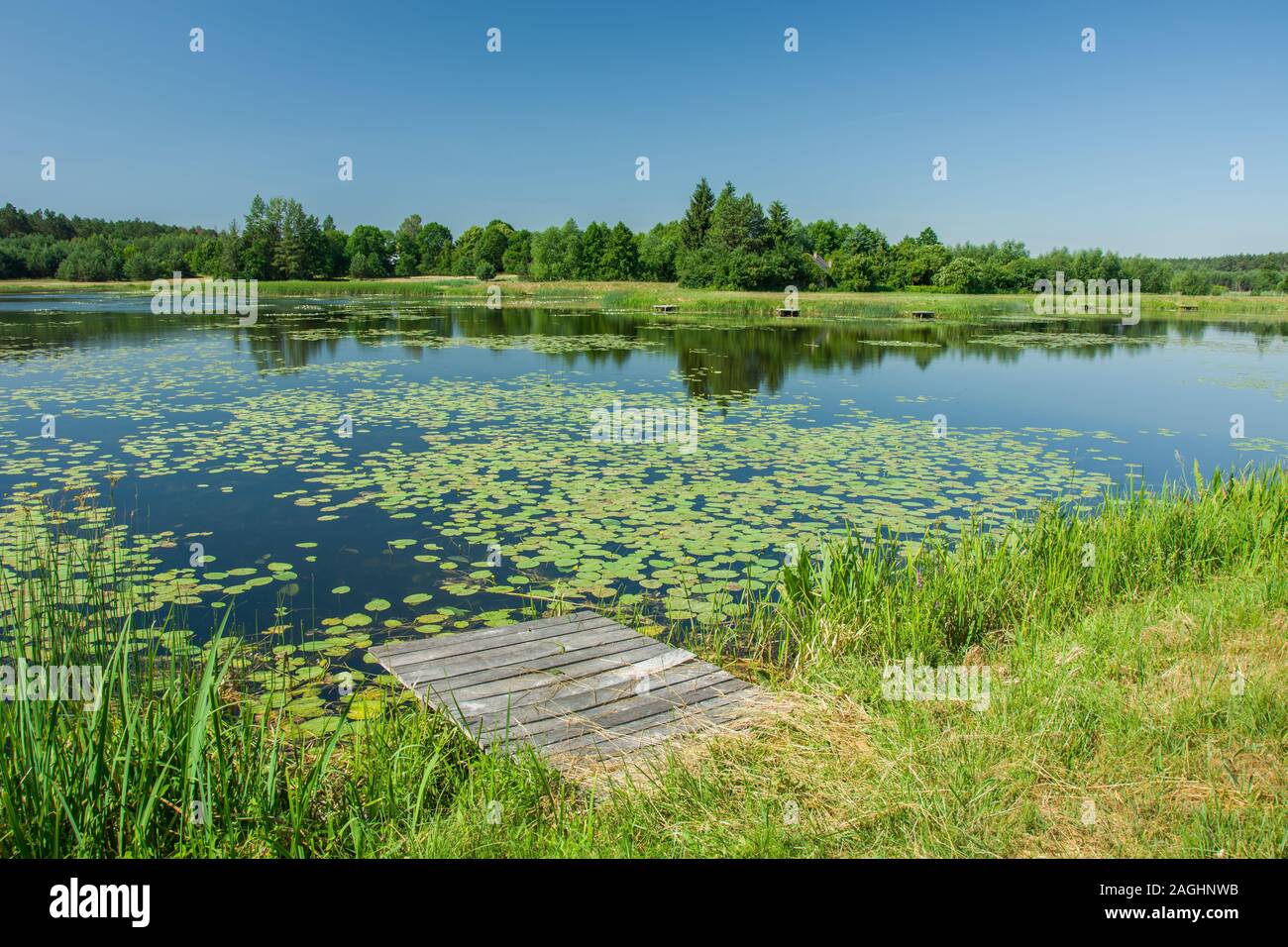 Small bridge from boards on the lake with floating leaves, trees on the shore and a clear sky Stock Photo