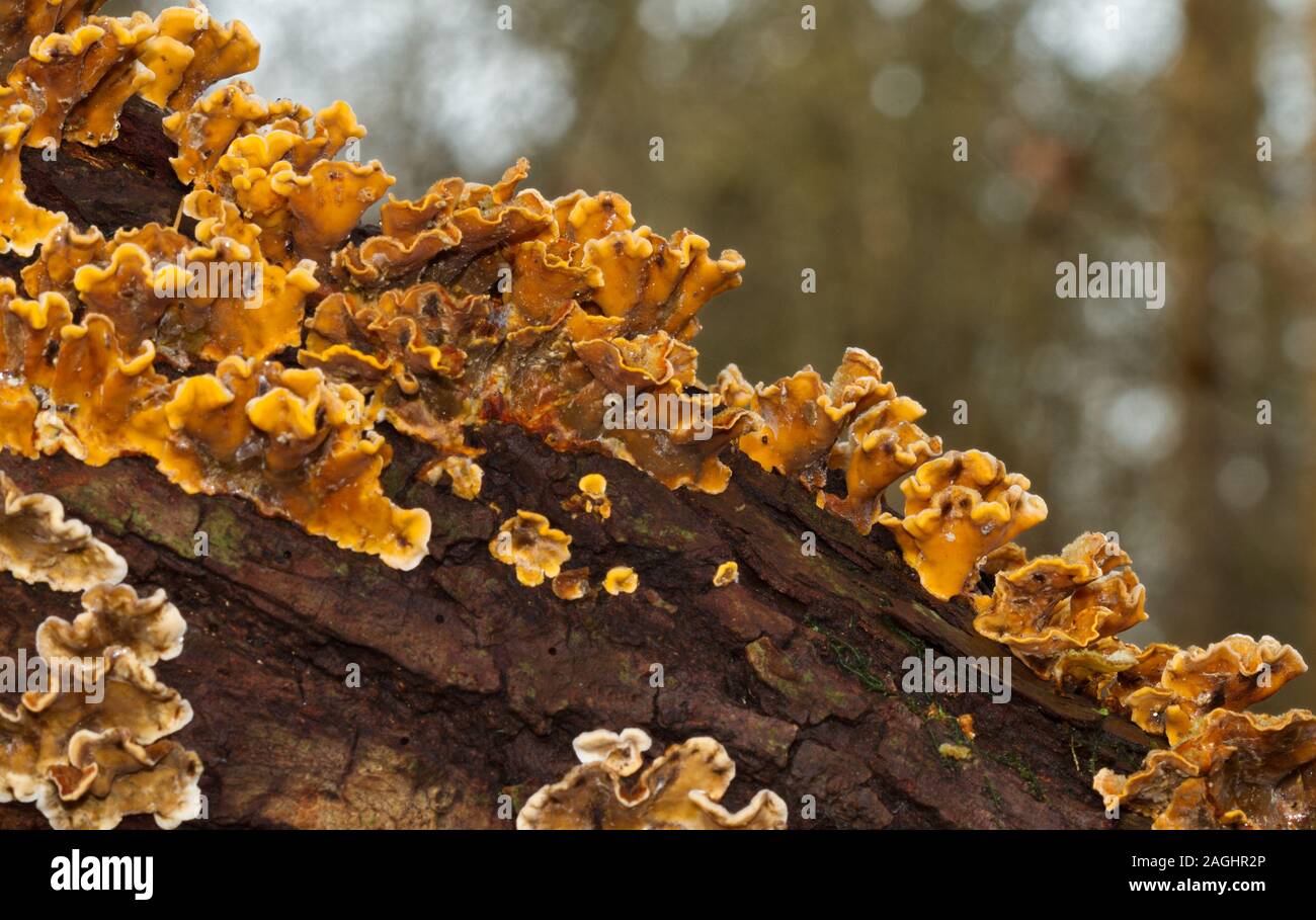 Dead branch of on oak, grown with Hairy curtain crust fungi, on a forest soil with ferns and fallen leaves Stock Photo