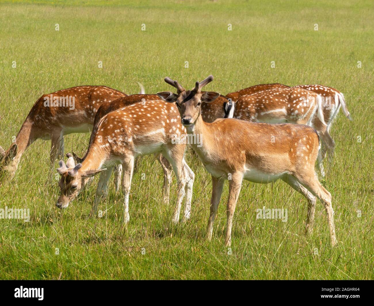 Small group of Fallow Deer (Dama dama) with new antlers, grazing in grass field on a sunny Summer day in Bradgate Park, Leicestershire, England, UK Stock Photo