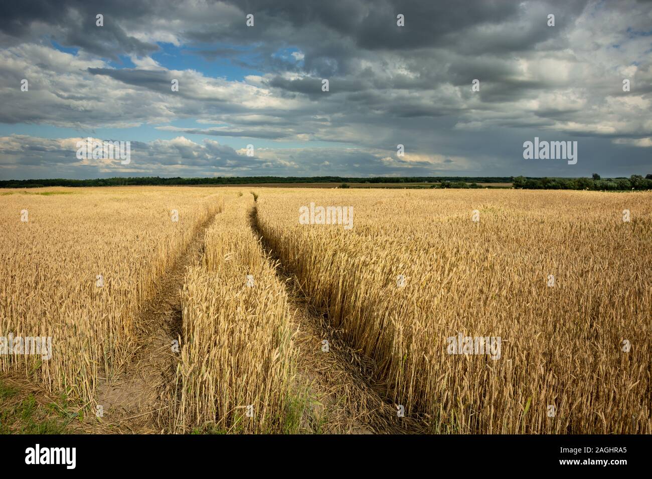 Traces of wheels in cereal, horizon and clouds on a blue sky, rural view Stock Photo