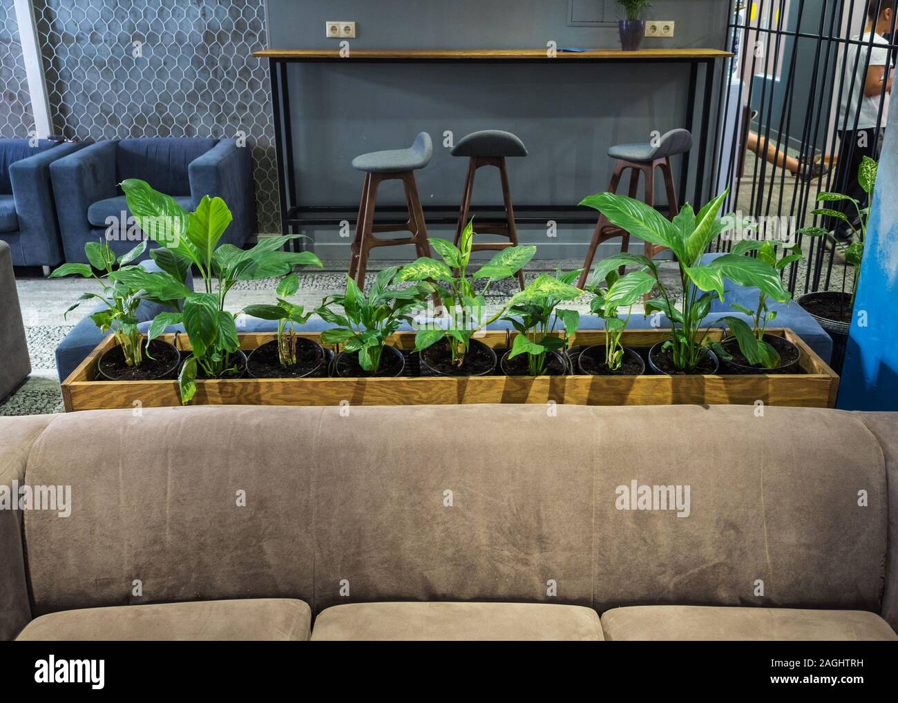 Potted plants in the lobby of the hotel on Rosa Khutor Stock Photo