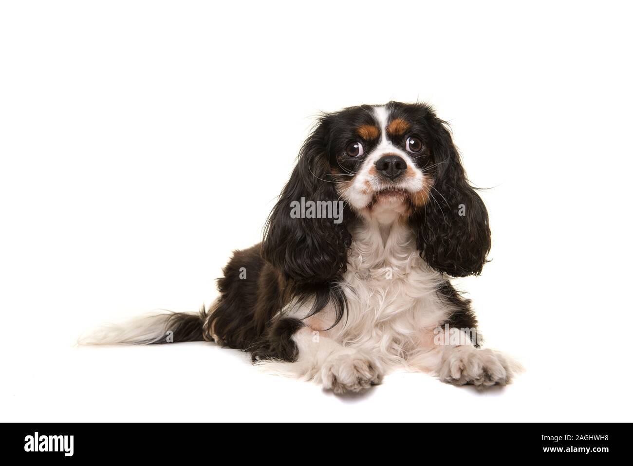 Cute Cavalier King Charles Spaniel Puppy Stock Image - Image of spotted,  summer: 43314267