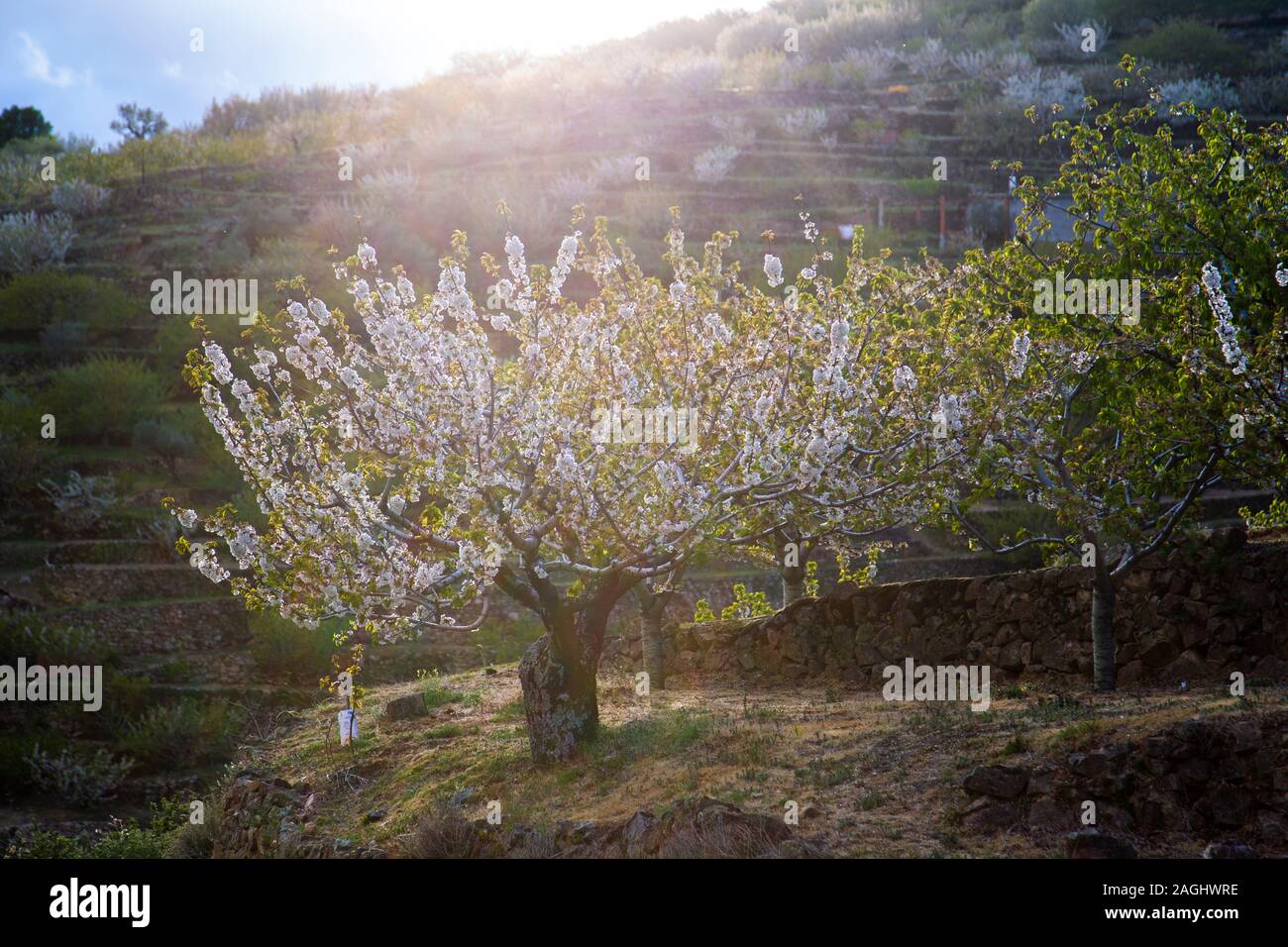 Cherry trees in bloom. Jerte valley, Extremadura, Spain Stock Photo