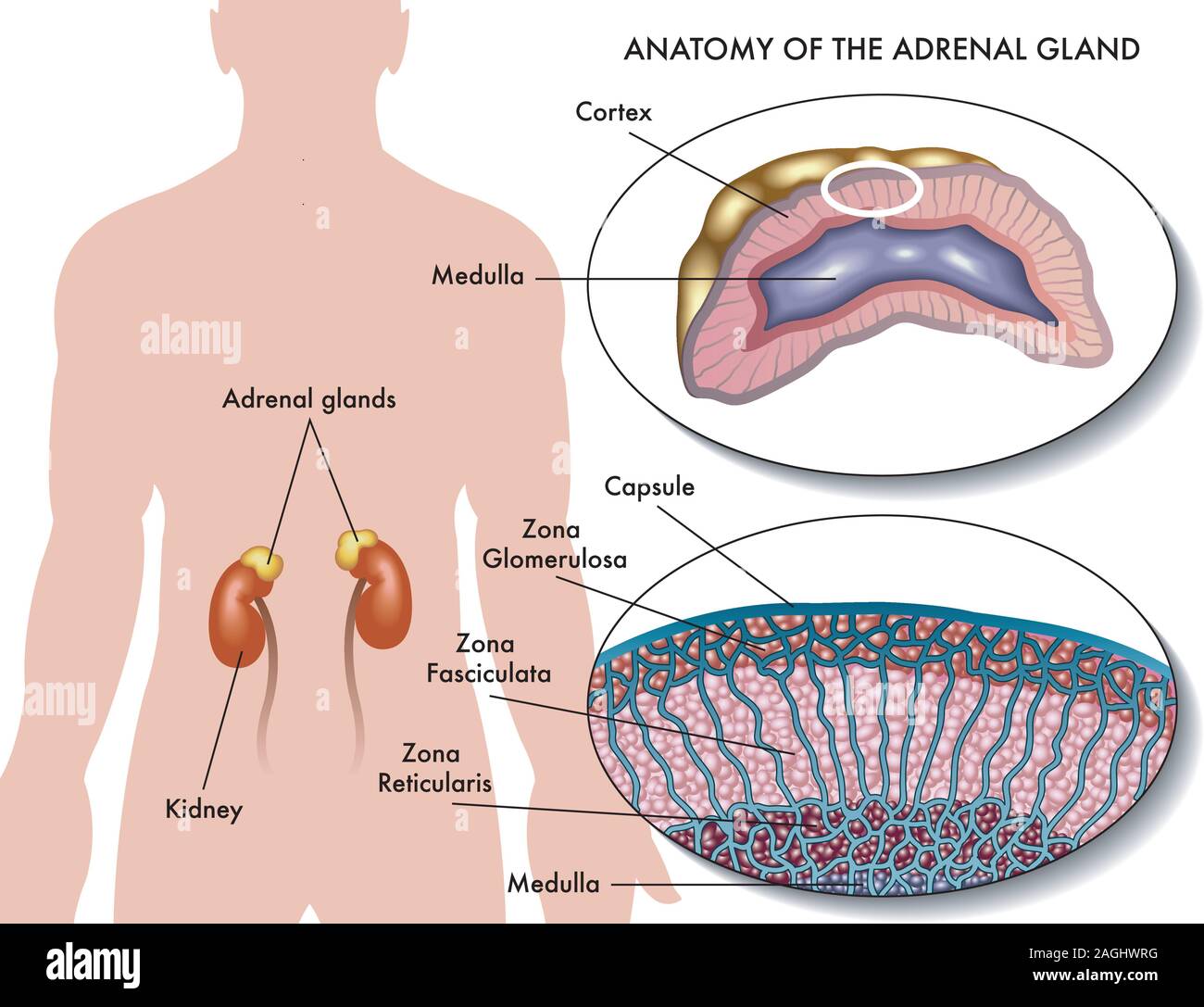 Medical illustration of anatomy of adrenal gland. Stock Vector