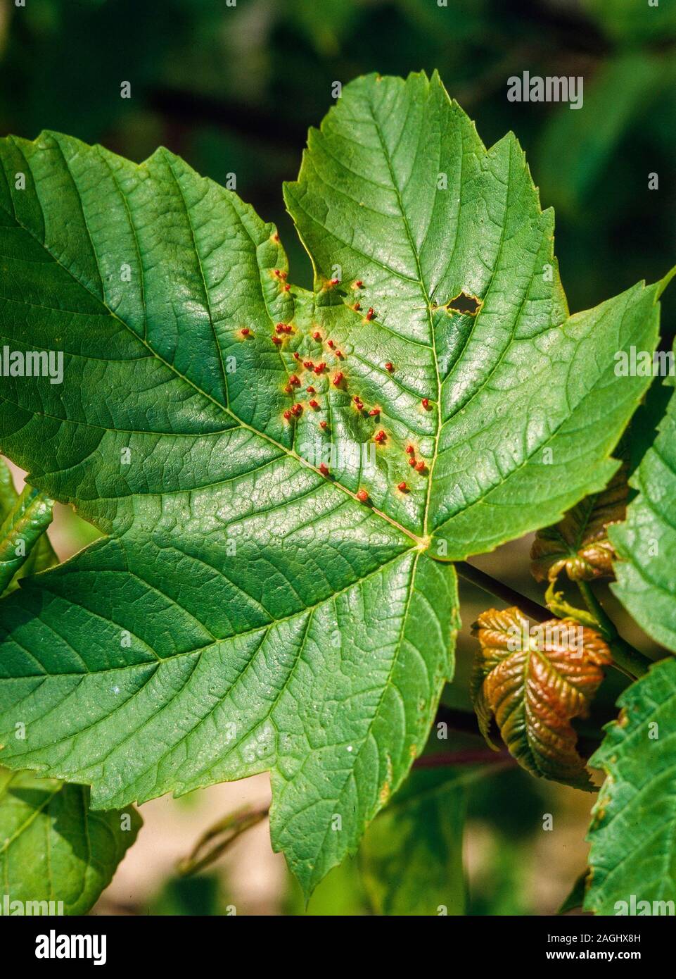 Sycamore / maple pimple galls caused by mites, Aceria spp. Stock Photo