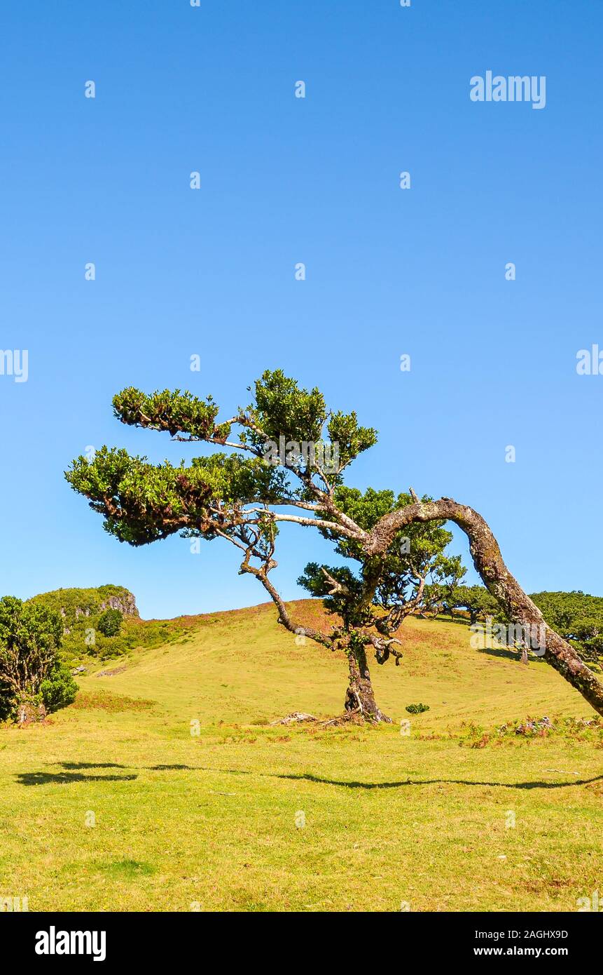 Old laurel trees in Fanal, Madeira Island, Portugal. Laurissilva forest