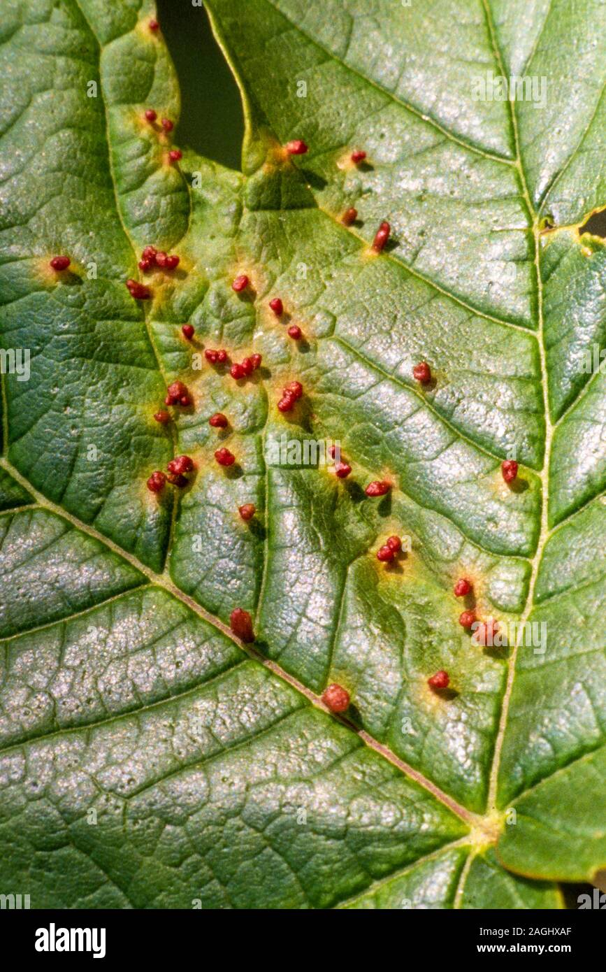 Sycamore / maple pimple galls caused by mites, Aceria spp. Stock Photo