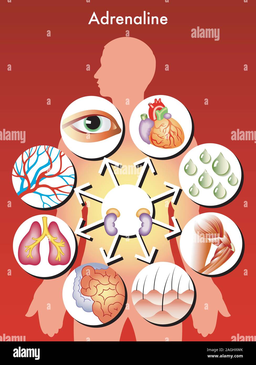 Medical symbolic illustration of the effects of adrenaline in the human body. Stock Vector