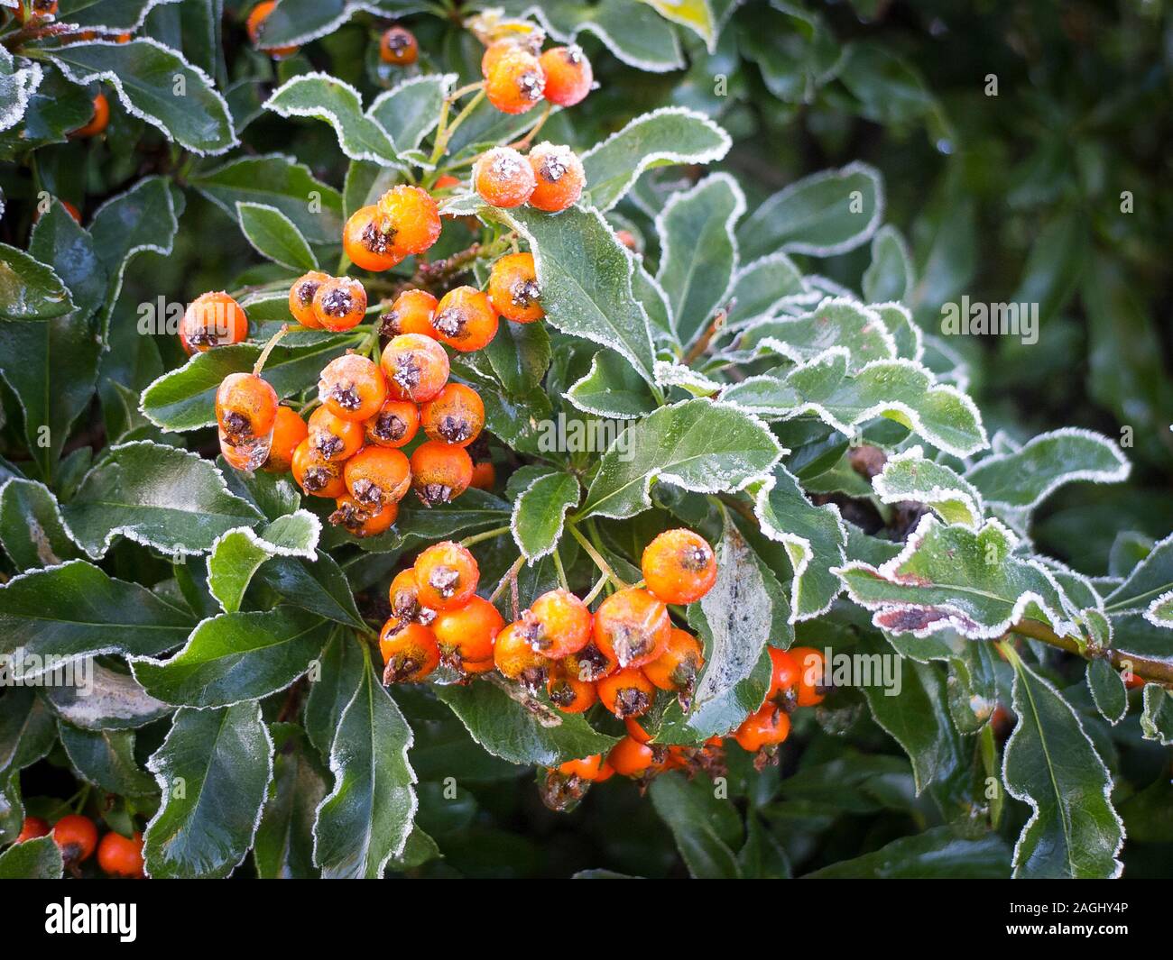 Bright berries of Pyracantha Orange Charmer frosted in early winter in UK Stock Photo