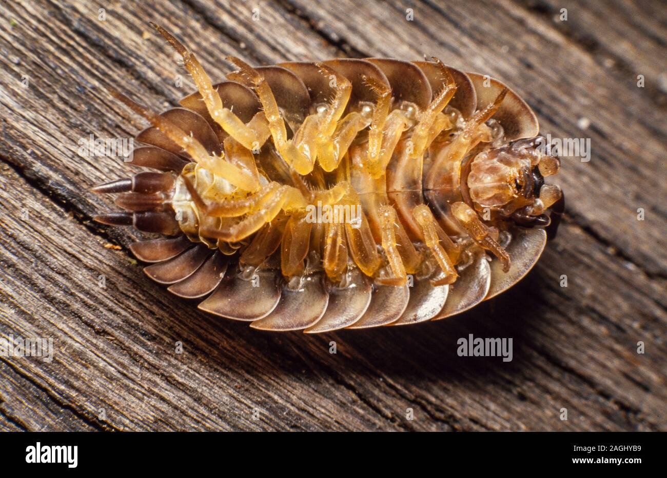 Woodlice, common rough woodlouse or simply rough woodlouse, Porcellio