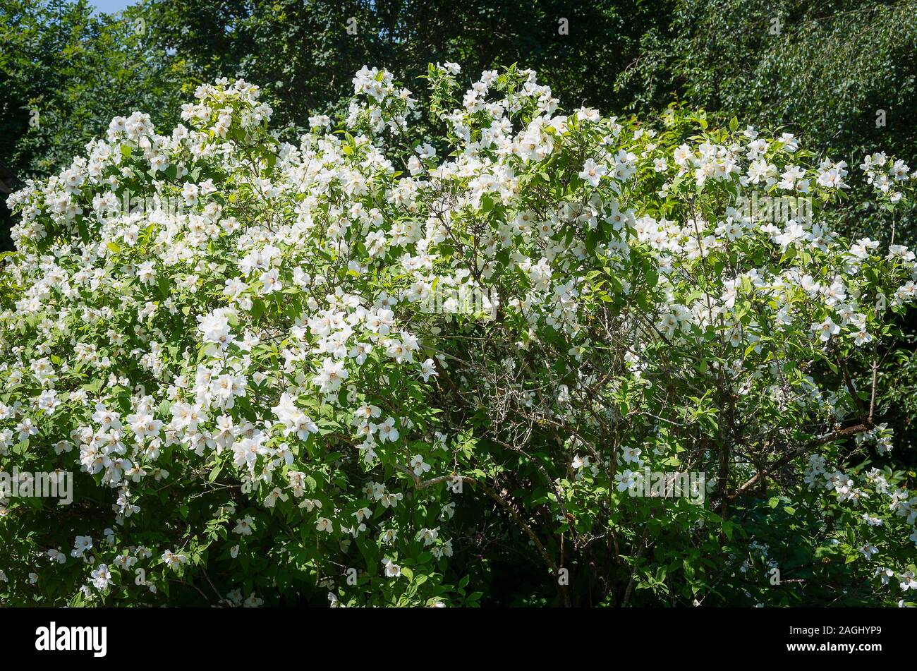 A mass of fragrant white flowers on a mature Philadelphus Beauclerk in an English garden in June Stock Photo