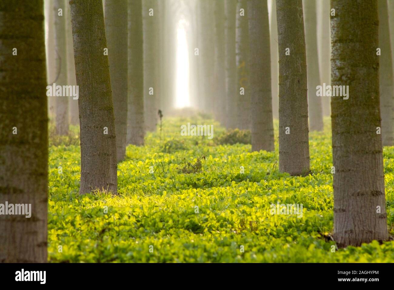 Early morning fog in the forest at sunrise Stock Photo - Alamy