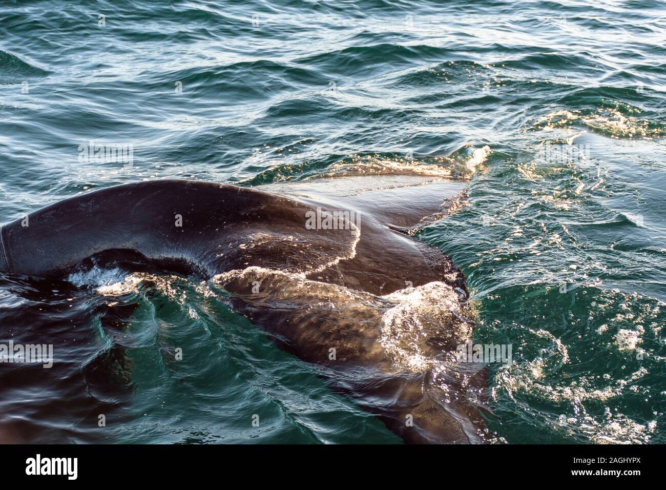 Southern Right Whale tail emerging from the sea in Peninsula Valdes ...