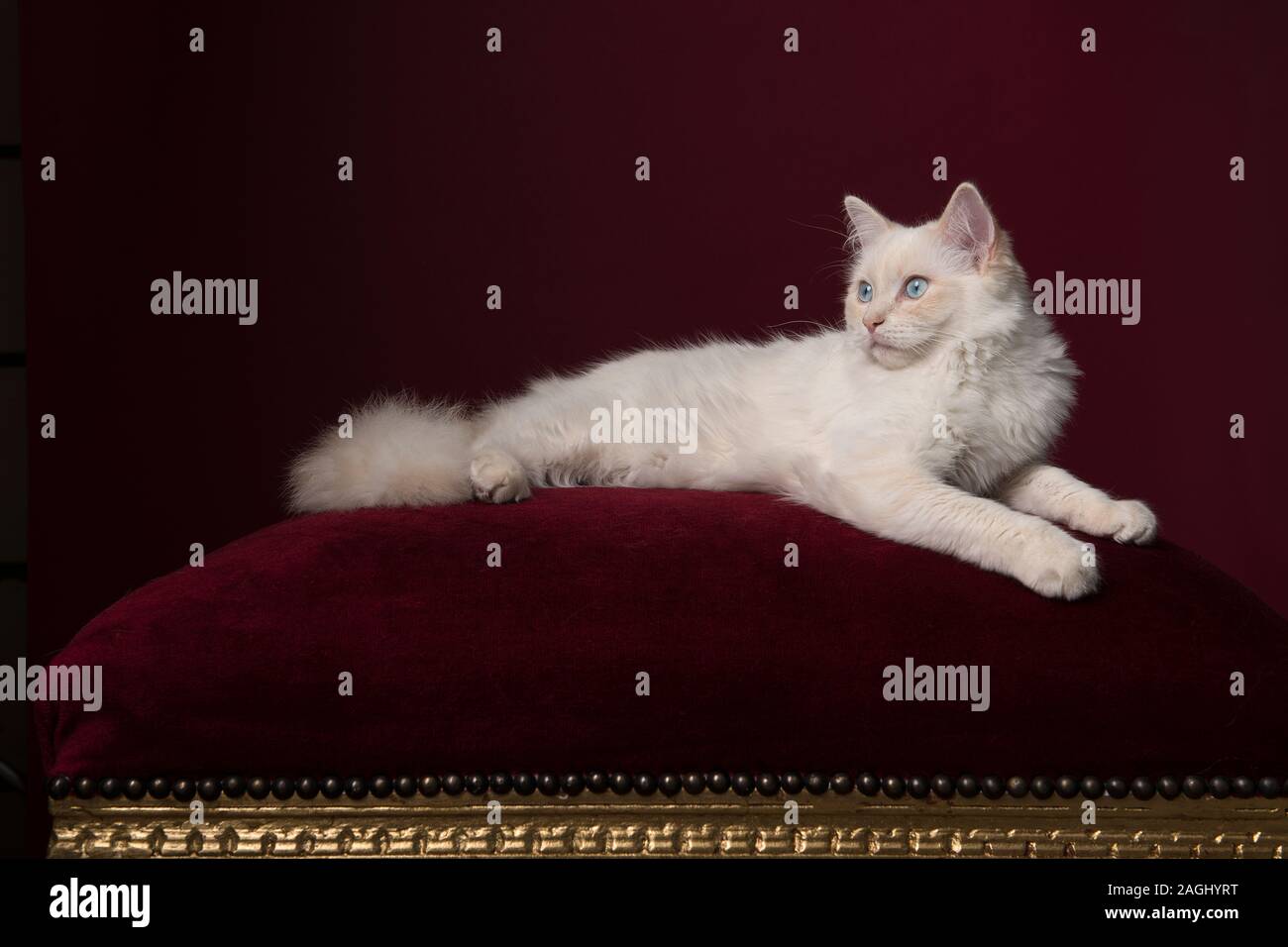Pretty Longhaired White Ragdoll Cat With Blue Eyes Lying On A
