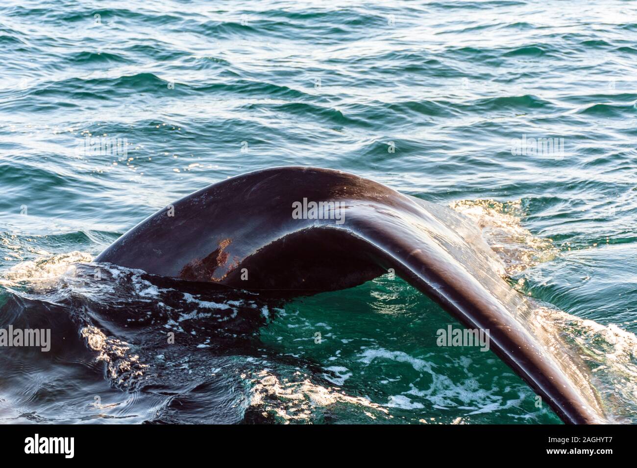 Southern Right Whale tail emerging from the sea in Peninsula Valdes ...