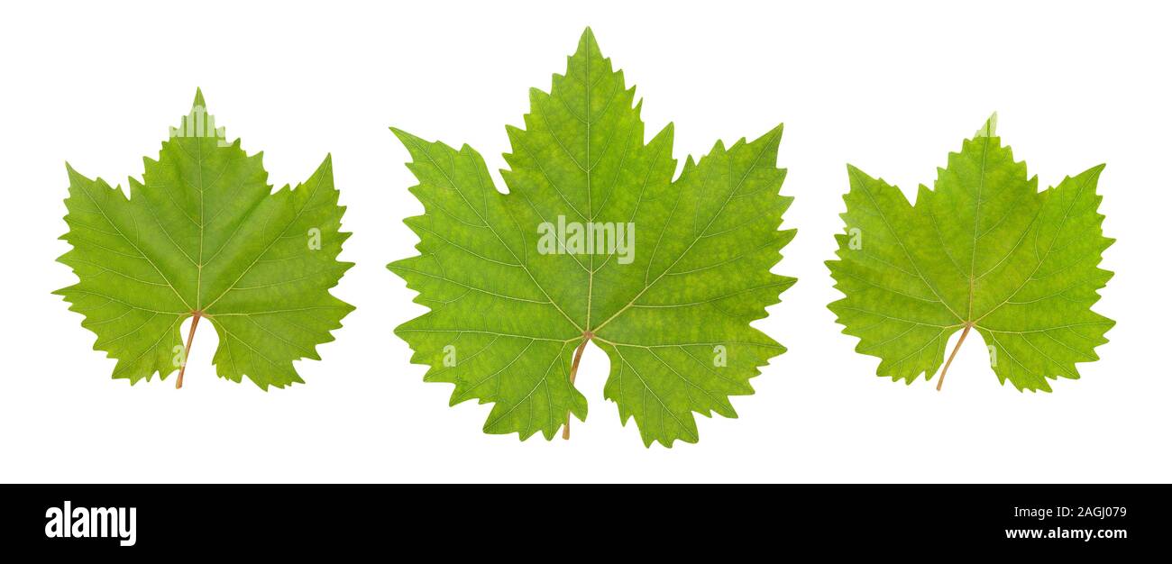 grape leaves path isolated on white Stock Photo