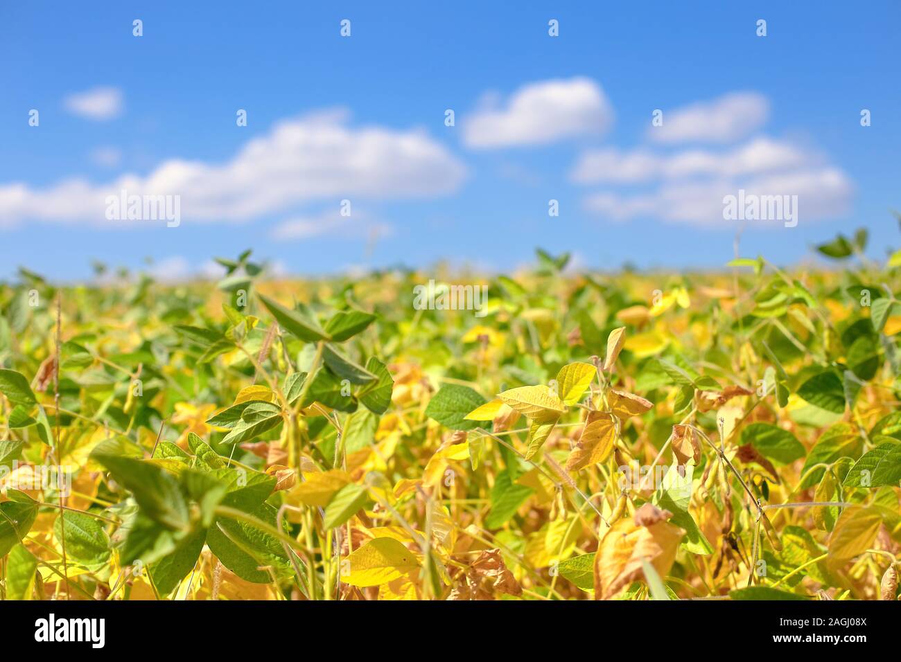 Field with ripened soy. Glycine max, soybean, soya bean sprout growing soybeans. Yellow leaves