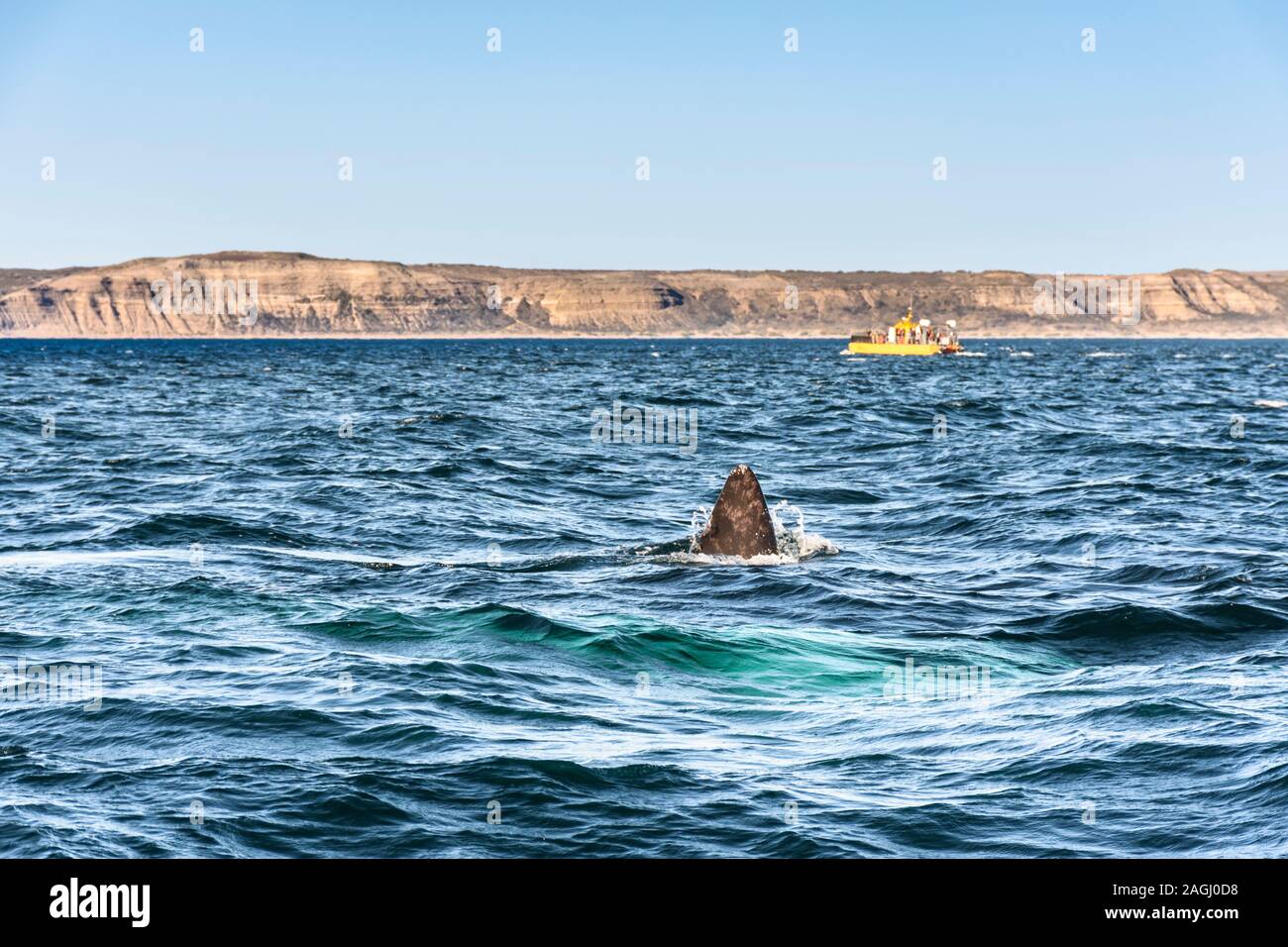 Southern Right Whale tail emerging from the sea in Peninsula Valdes ...