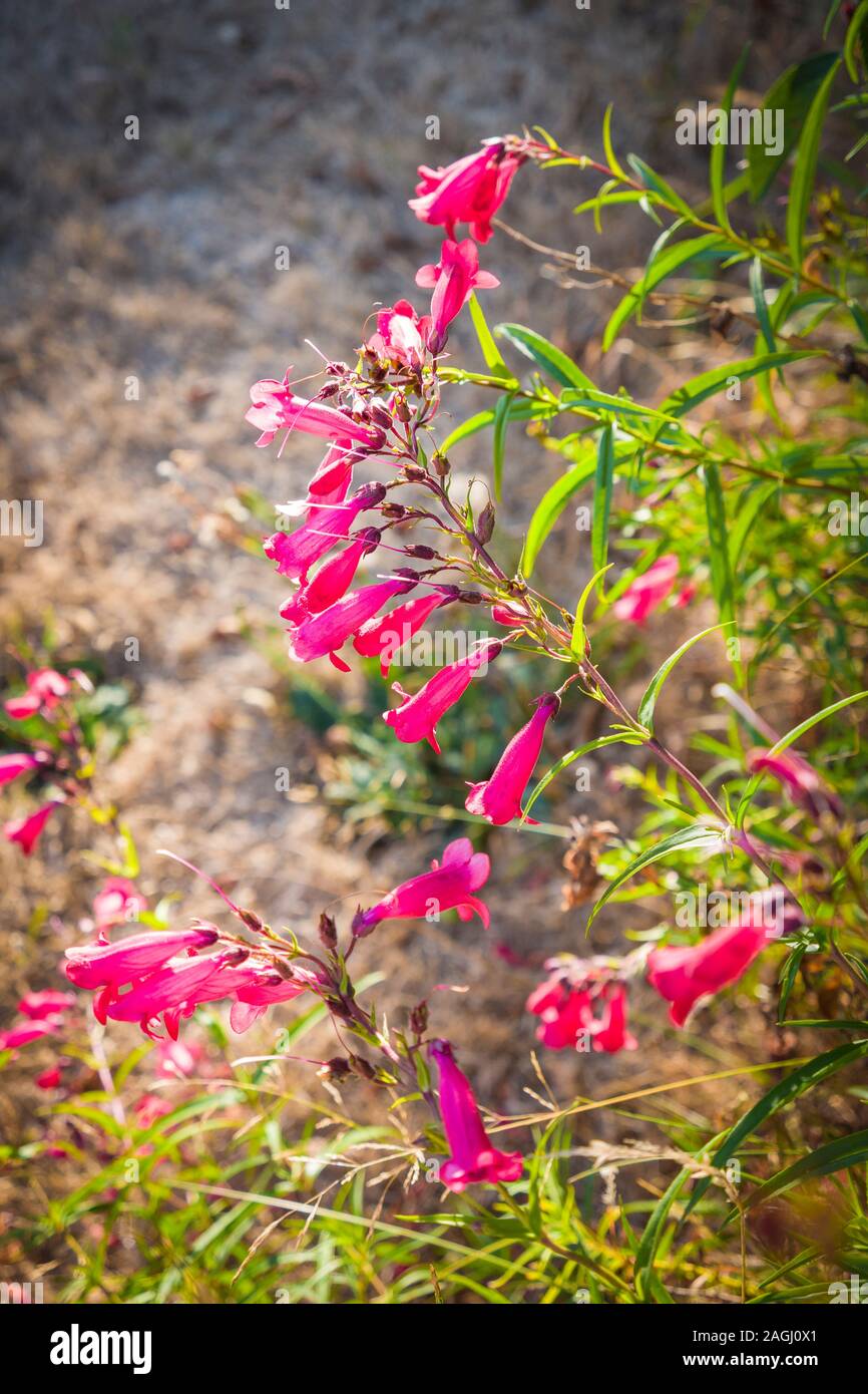 A hardy perennial Penstemon Hidcotee Pink growing well despite a period of drought in an English garden in July Stock Photo