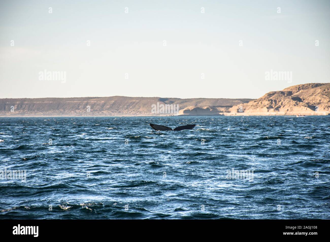 Southern Right Whale tail emerging from the sea in Peninsula Valdes ...