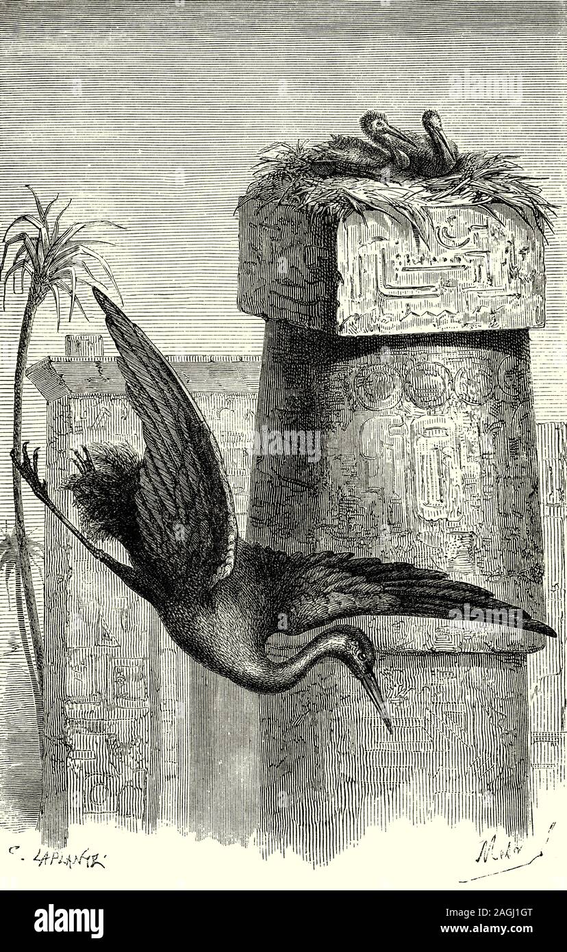 Ornithology: Breeding and Nests:  A common crane (Grus grus), also known as the Eurasian crane nesting on an old Egyptian monument. Cranes are a family, the Gruidae, of large, long-legged, and long-necked birds in the group Gruiformes. They are perennially monogamous breeders, establishing long-term pair bonds that may last the lifetime of the birds. Stock Photo
