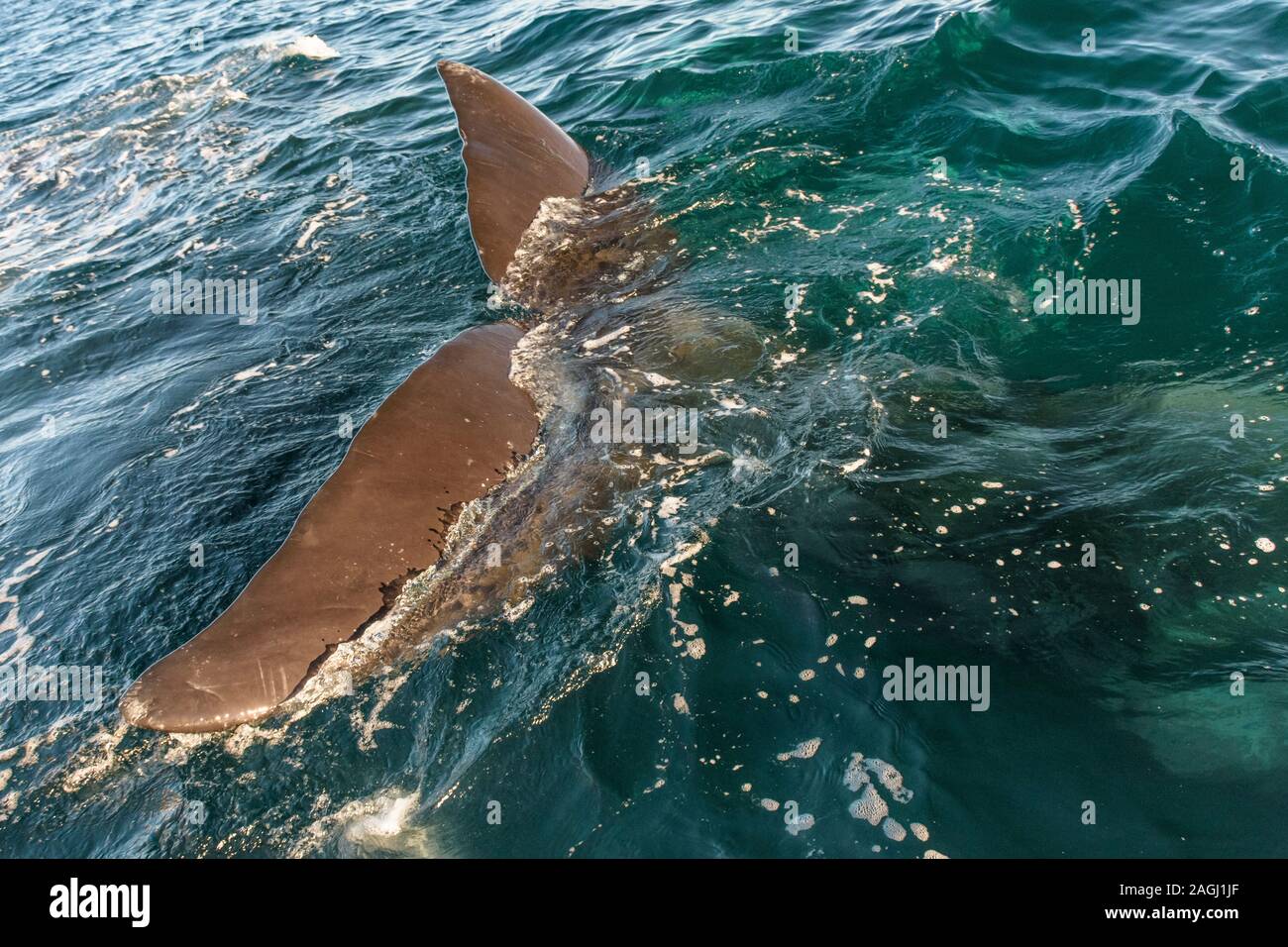 Southern Right Whale tail emerging from the sea in Peninsula Valdes ...