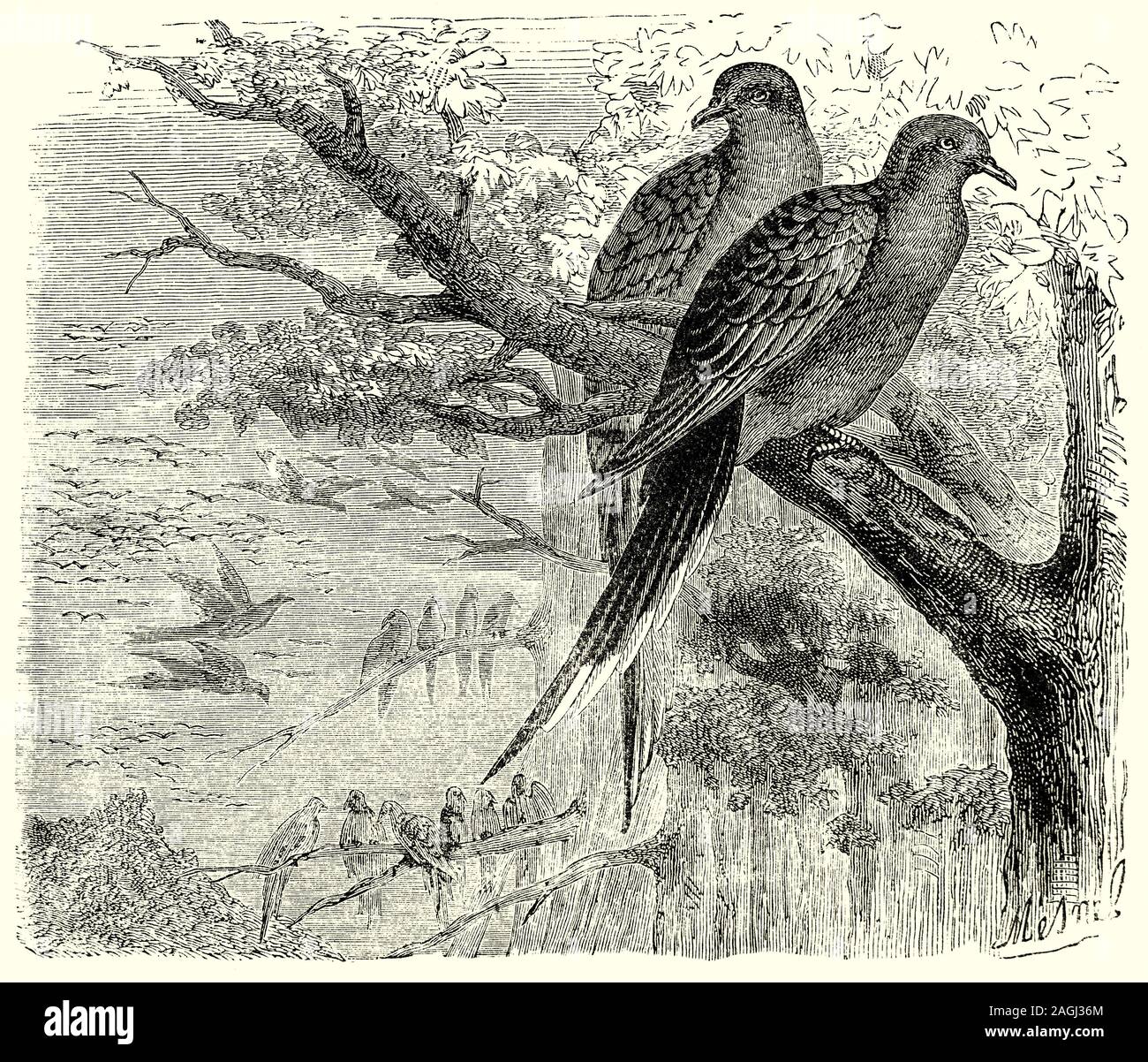 Ornithology: Breeding and Nests:  The passenger pigeon (Ectopistes migratorius) was endemic to North America. Its name is derived from the migratory habits of the species, mostly connected with finding places appropriate for this communally breeding bird to nest and raise its young. The colonies, which were known as 'cities', were immense, upto thousands of hectares in size. The main reasons for the extinction of the passenger pigeon were the massive scale of hunting, the rapid loss of habitat, and the extremely social lifestyle of the bird, which made it highly vulnerable. Stock Photo