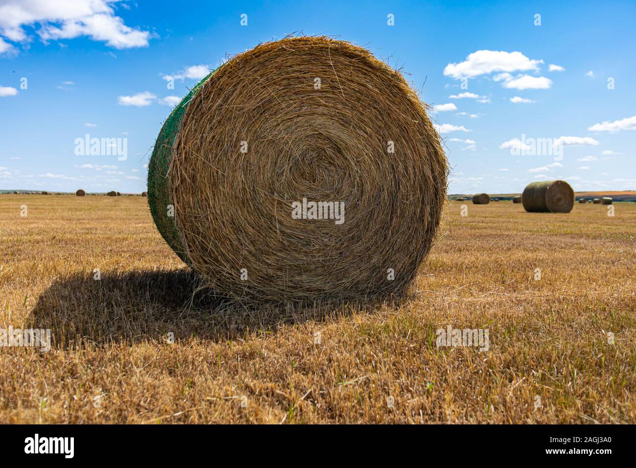 big-round-bale-of-hay-in-the-countryside-color-contrast-with-beautiful