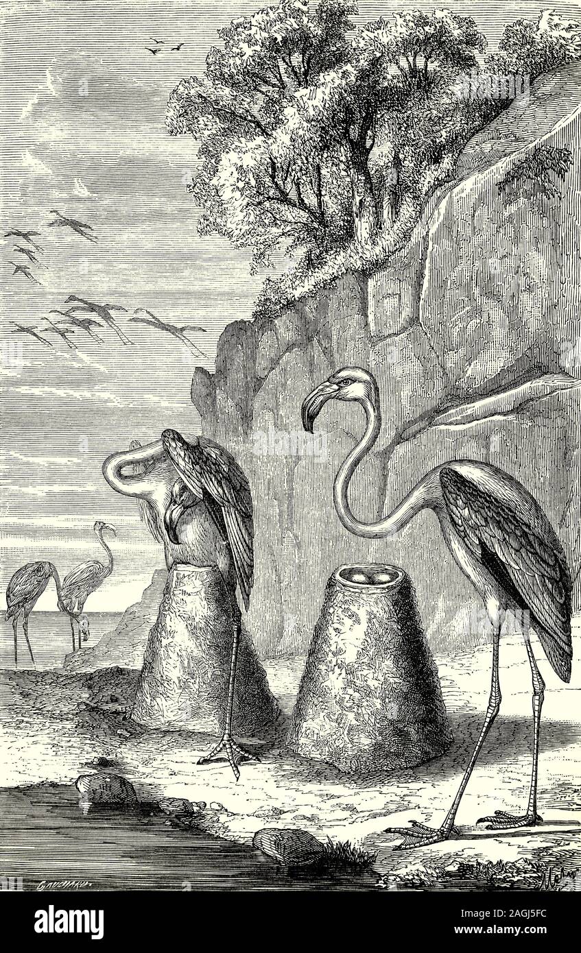 Ornithology: Breeding and Nests:  The nest of the American flamingo, aka Red Flamingo, (Phoenicopterus ruber),  the only flamingo that naturally inhabits North America.  Like all flamingos, it lays a single chalky-white egg on a mud mound, between May and August; incubation until hatching takes from 28 to 32 days; both parents brood the young for a period up to 6 years when they reach sexual maturity. Stock Photo