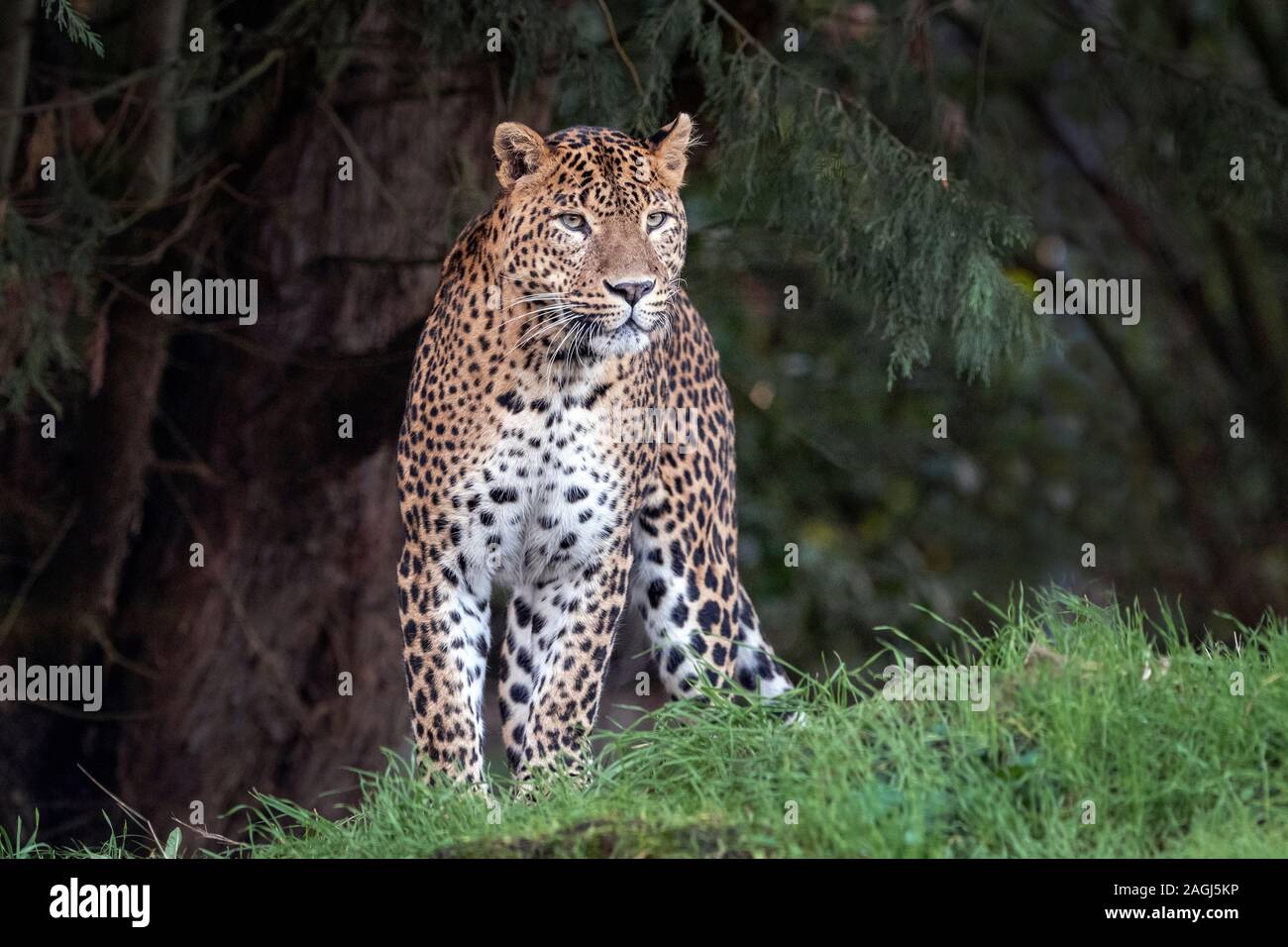 Sri Lankan leopard standing on grass Stock Photo