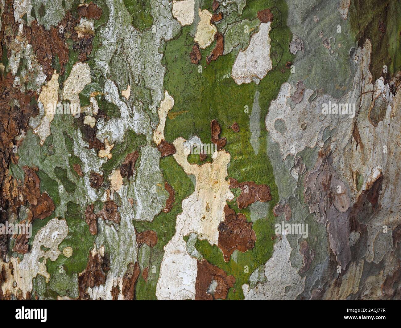detail of patterned bark on trunk of London Plane Tree (Platanus × acerifolia or Platanus × hispanica) a hybrid in San Sebastian,Northern Spain,Europe Stock Photo