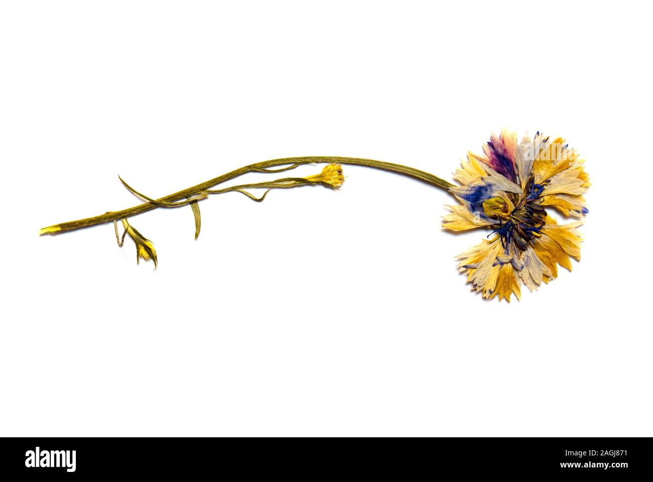 Field dried flowers on a white background Stock Photo - Alamy