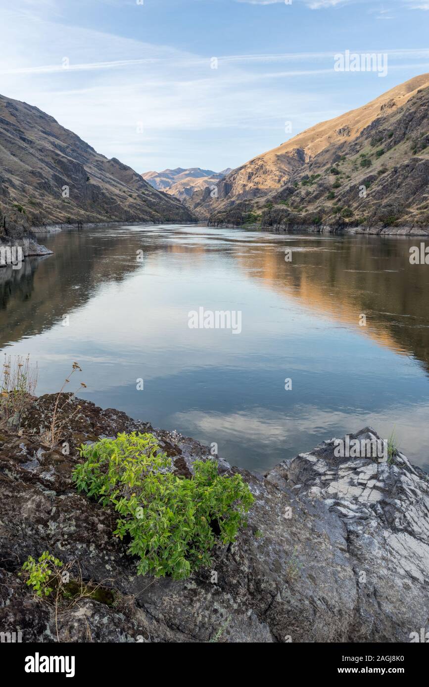 Hackberry tree along Snake River in Hells Canyon on the border of Idaho ...