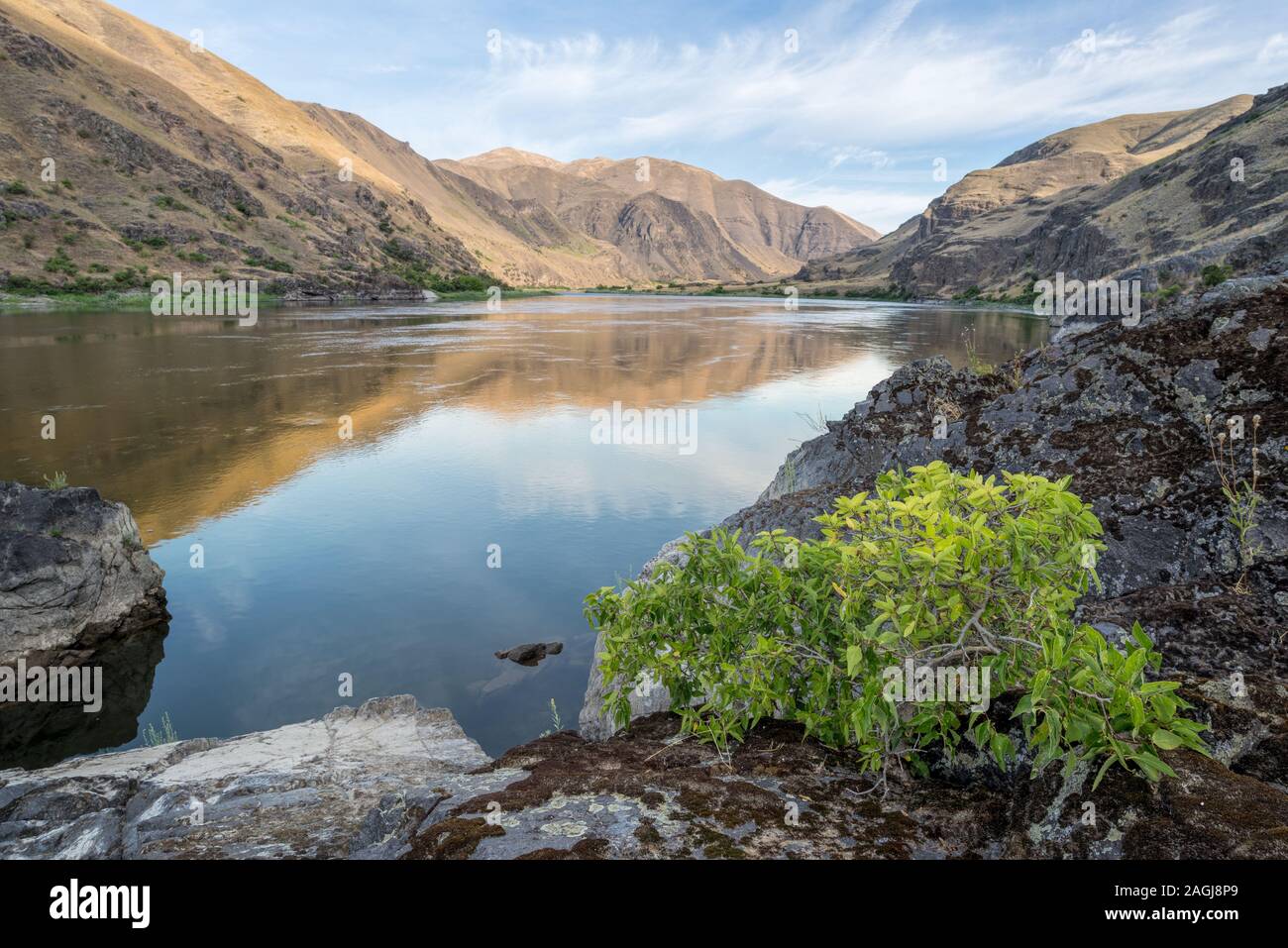 Hackberry tree along Snake River in Hells Canyon on the border of Idaho ...