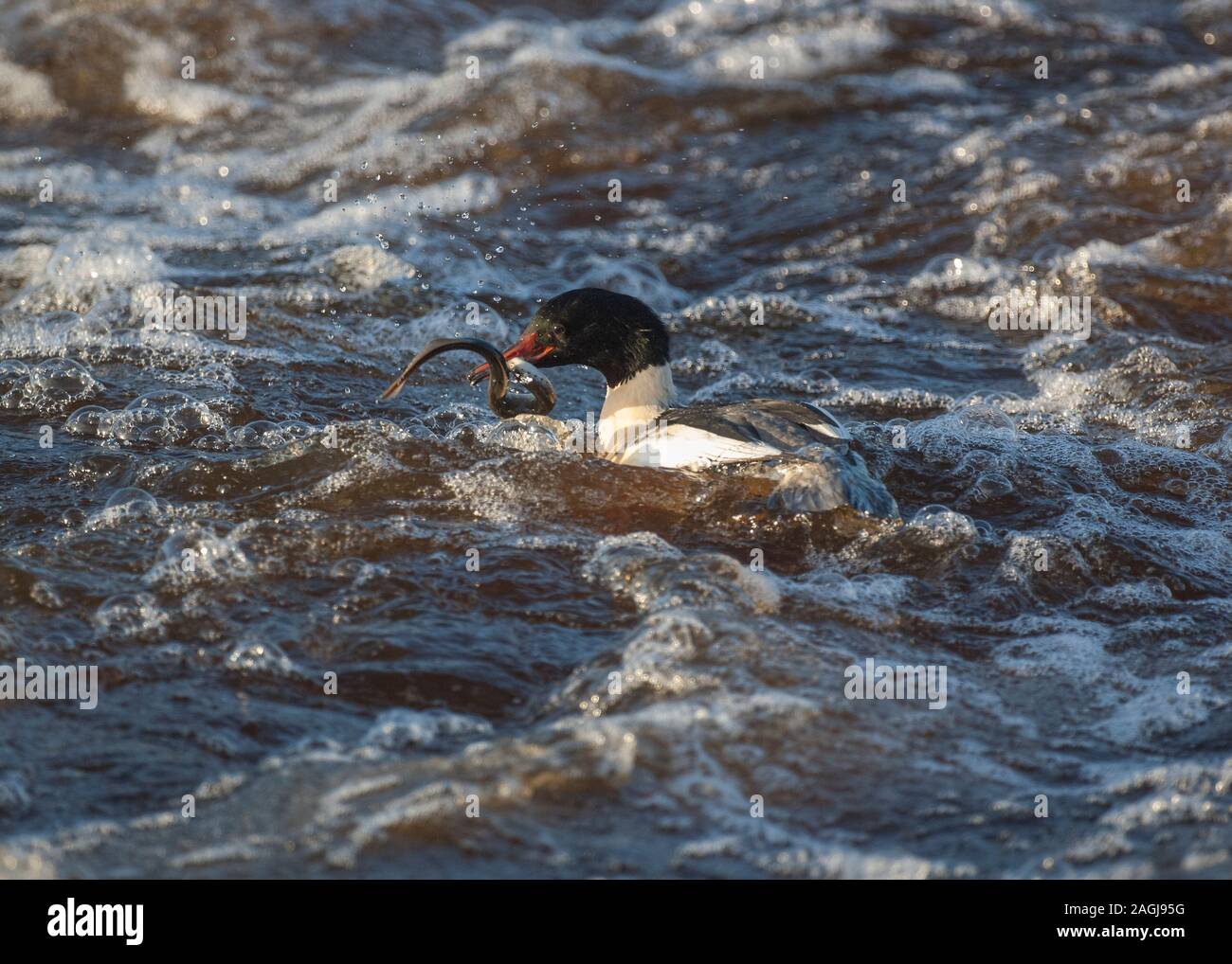 Goosander (Mergus merganser) fishing in turbulent waters of the River Nith, holding a lamprey in its bill, Dumfries, SW Scotland Stock Photo