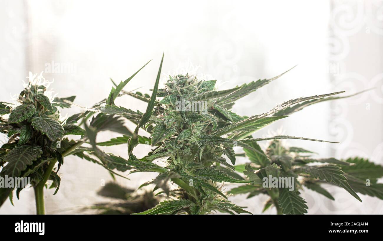 green cannabis flower plant ,medicinal marijuana bud close-up. Stock Photo