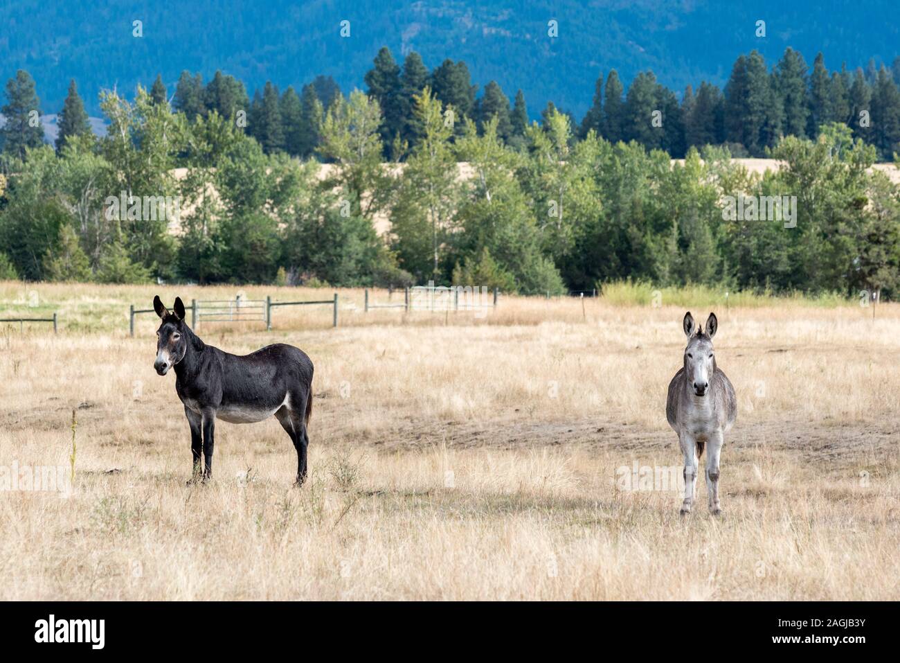 Mules, Wallowa Valley, Oregon. Stock Photo