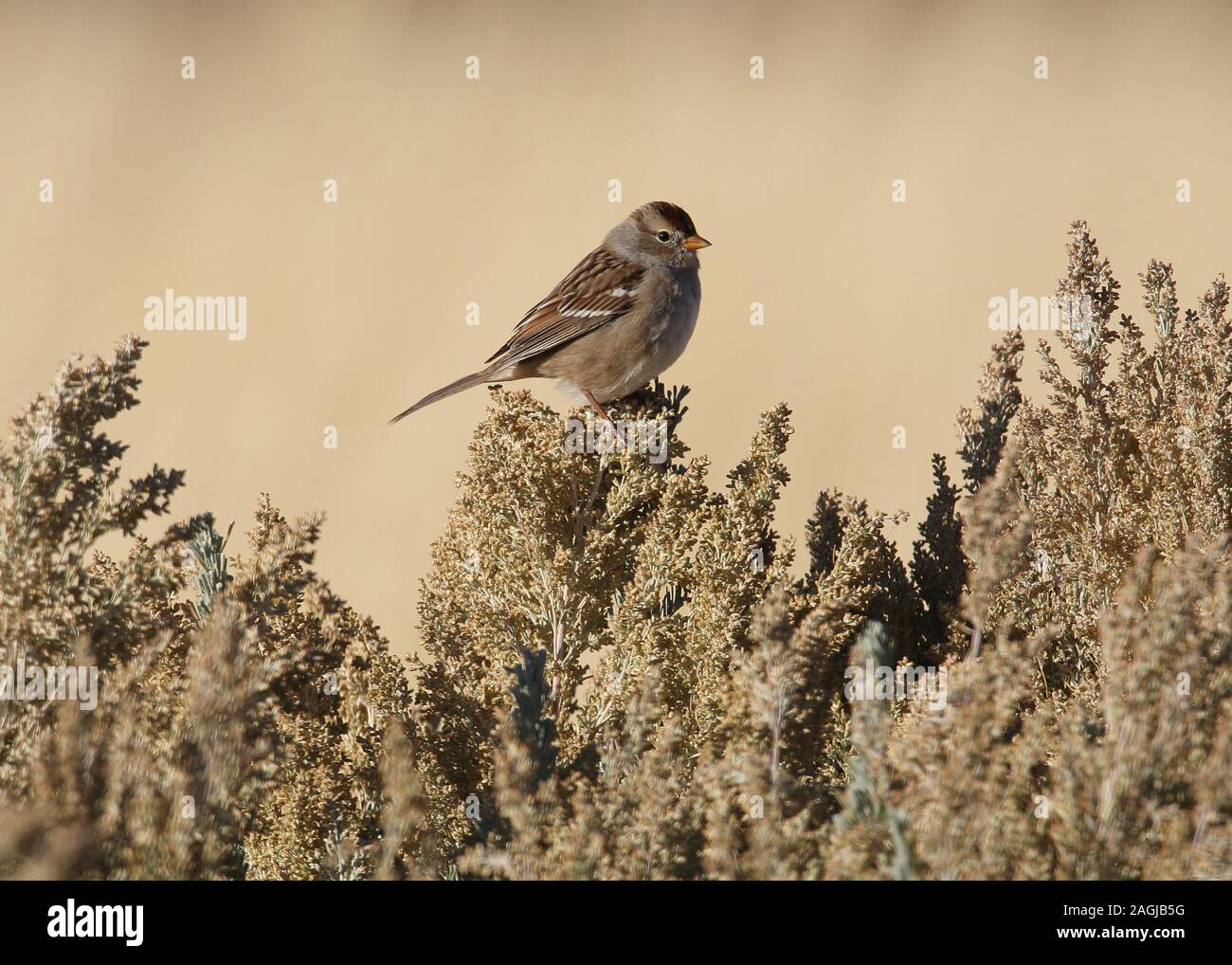 wild bird on desert sage brush Stock Photo