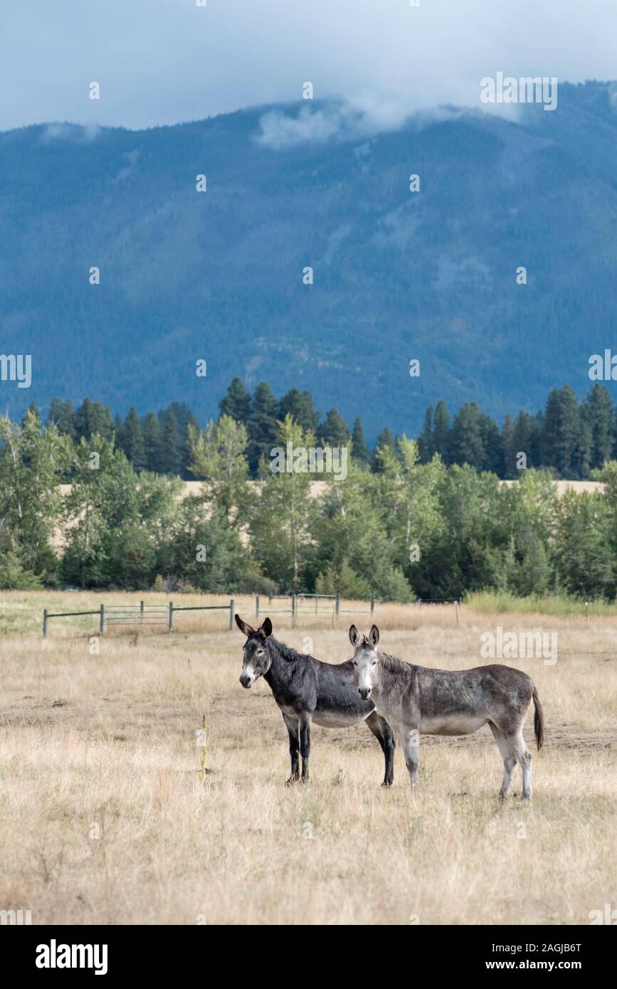 Mules, Wallowa Valley, Oregon. Stock Photo
