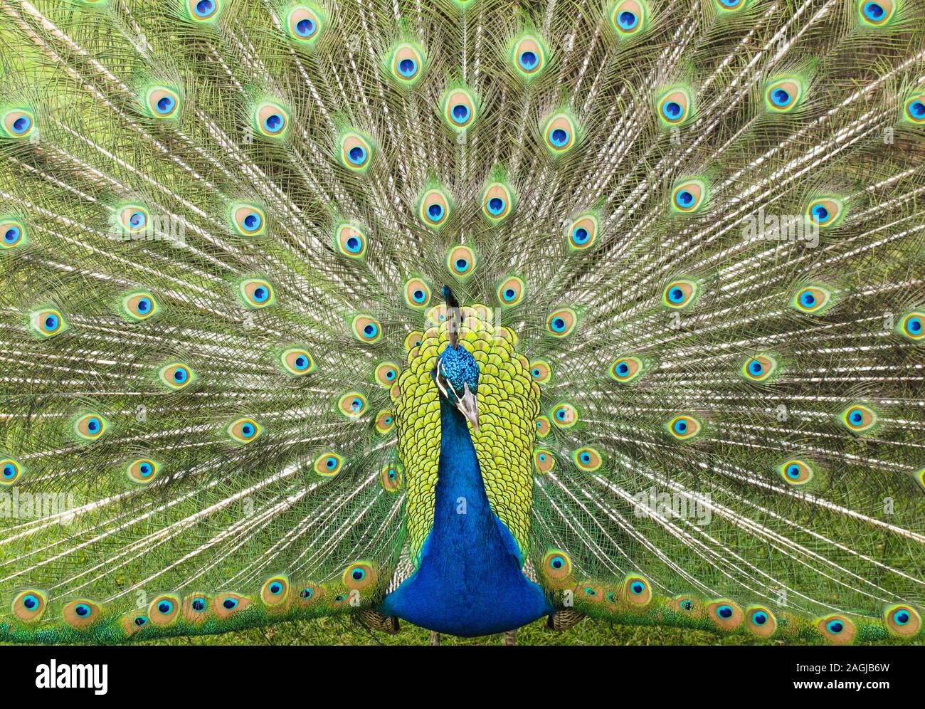 Beautiful green and blue tail feather display from a giant peacock