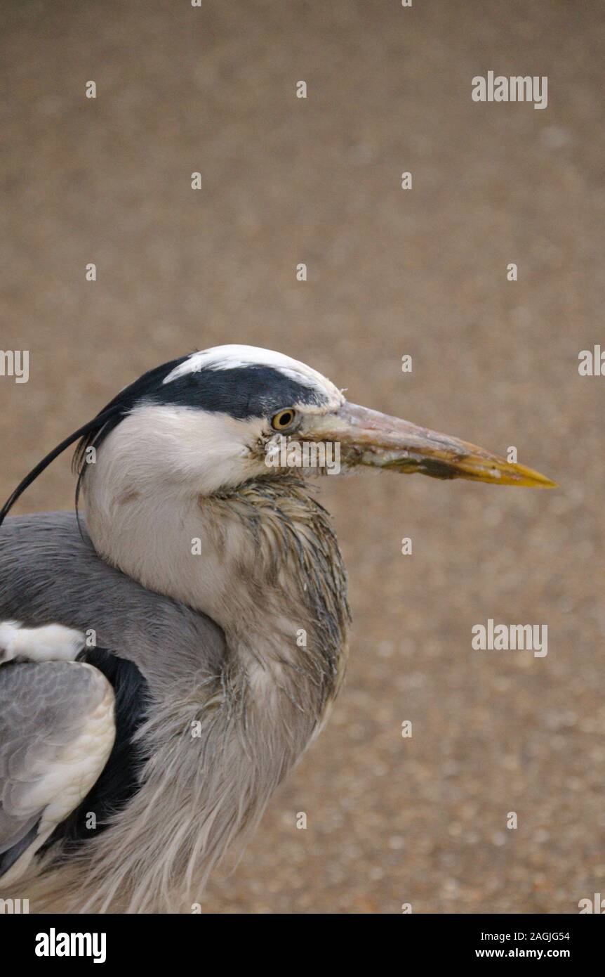 Grey Heron in Hyde Park, London Stock Photo