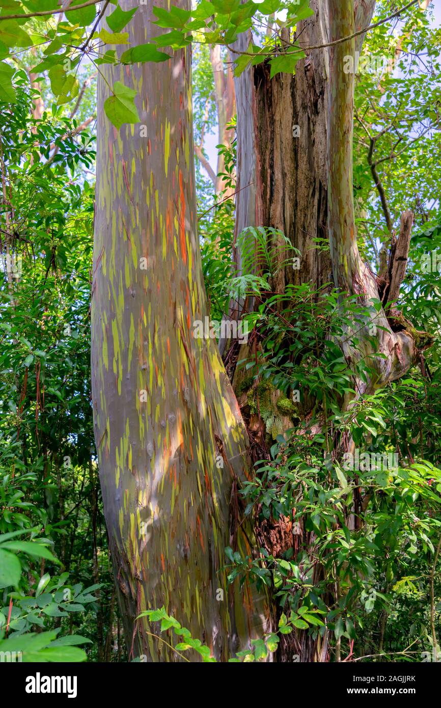 USA, Hawaii, Maui, Rainbow Eucalyptus Tree with peeling bark texture of beautiful green, orange, and gray in the jungle Stock Photo