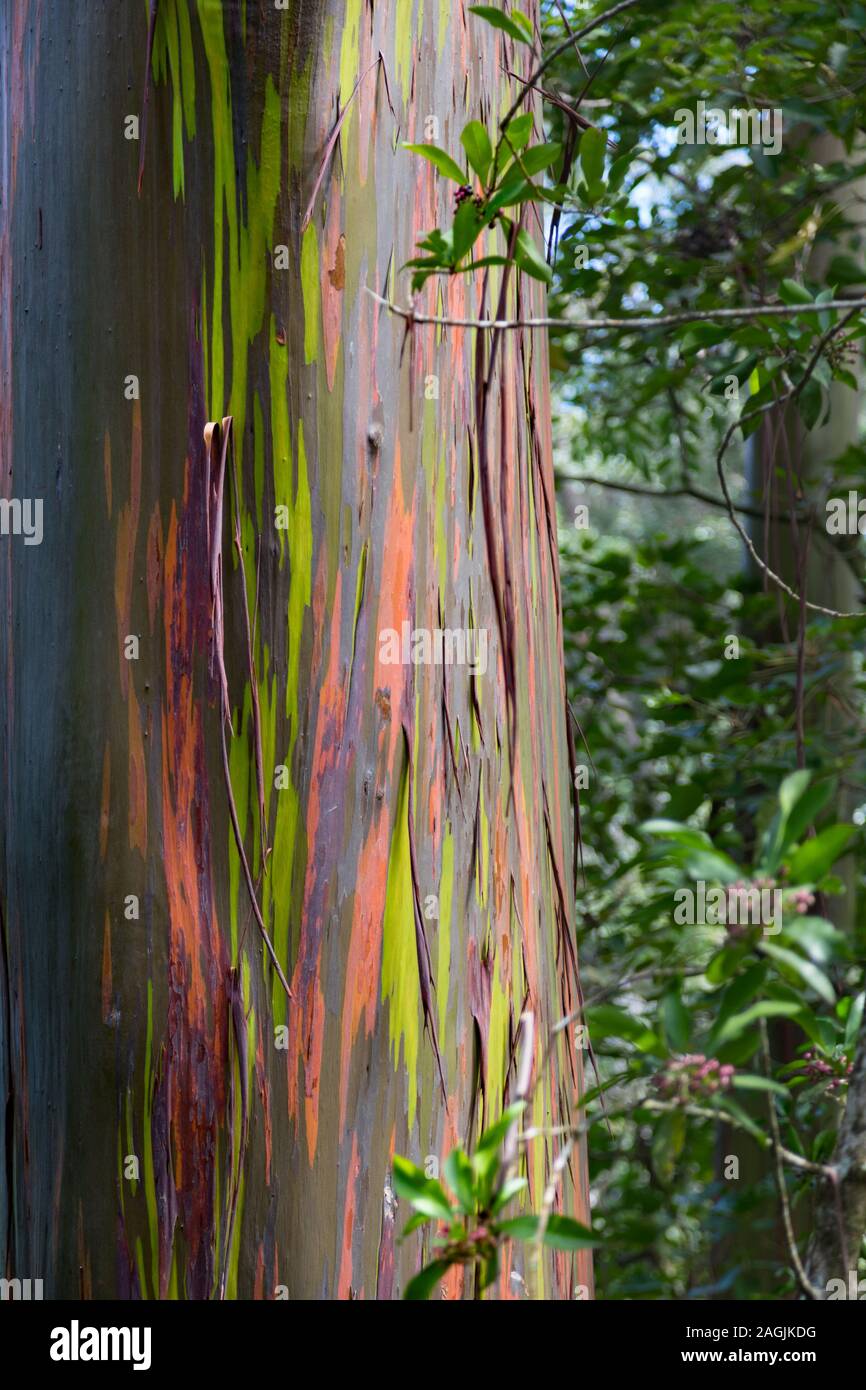USA, Hawaii, Maui, Rainbow Eucalyptus Tree with peeling bark texture of beautiful green, orange, and gray Stock Photo