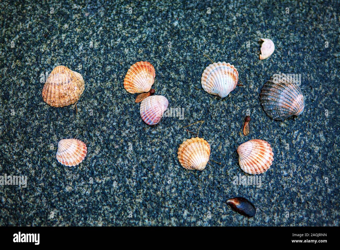 ocean shells on the black background Stock Photo