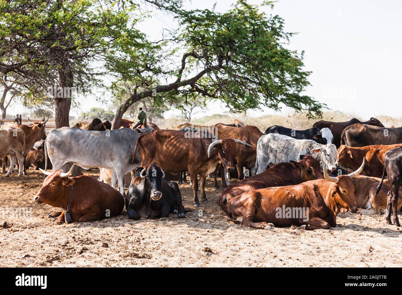 Cattle farmer,at local village Zere, Kalahari desert near Rakops, Central District, Botswana, Africa Stock Photo