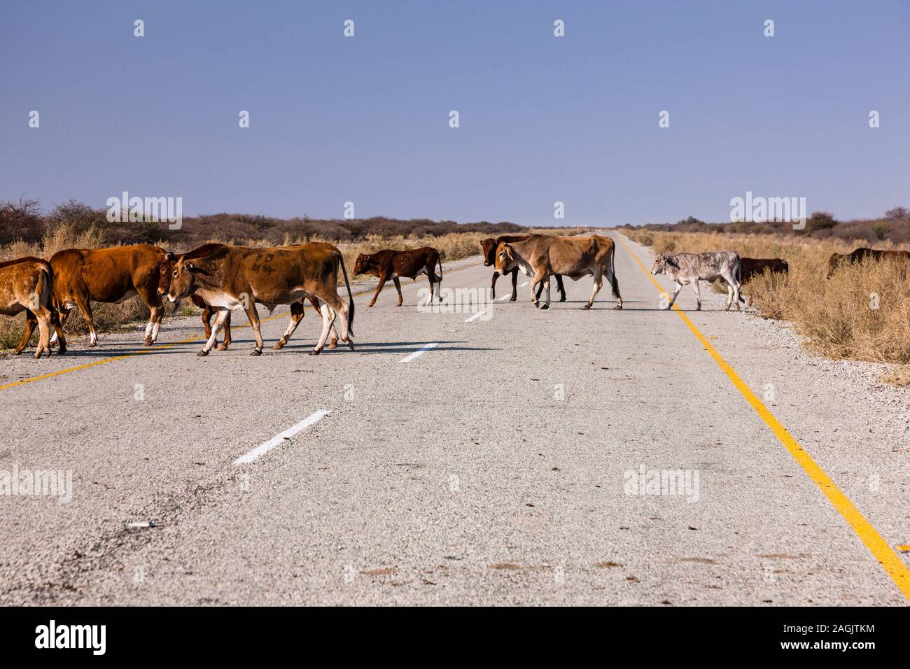 Cattle crossing tar road, Kalahari desert, near Rakops, Central District, Botswana, Southern Africa, Africa Stock Photo